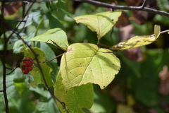 Lonicera hirsuta
