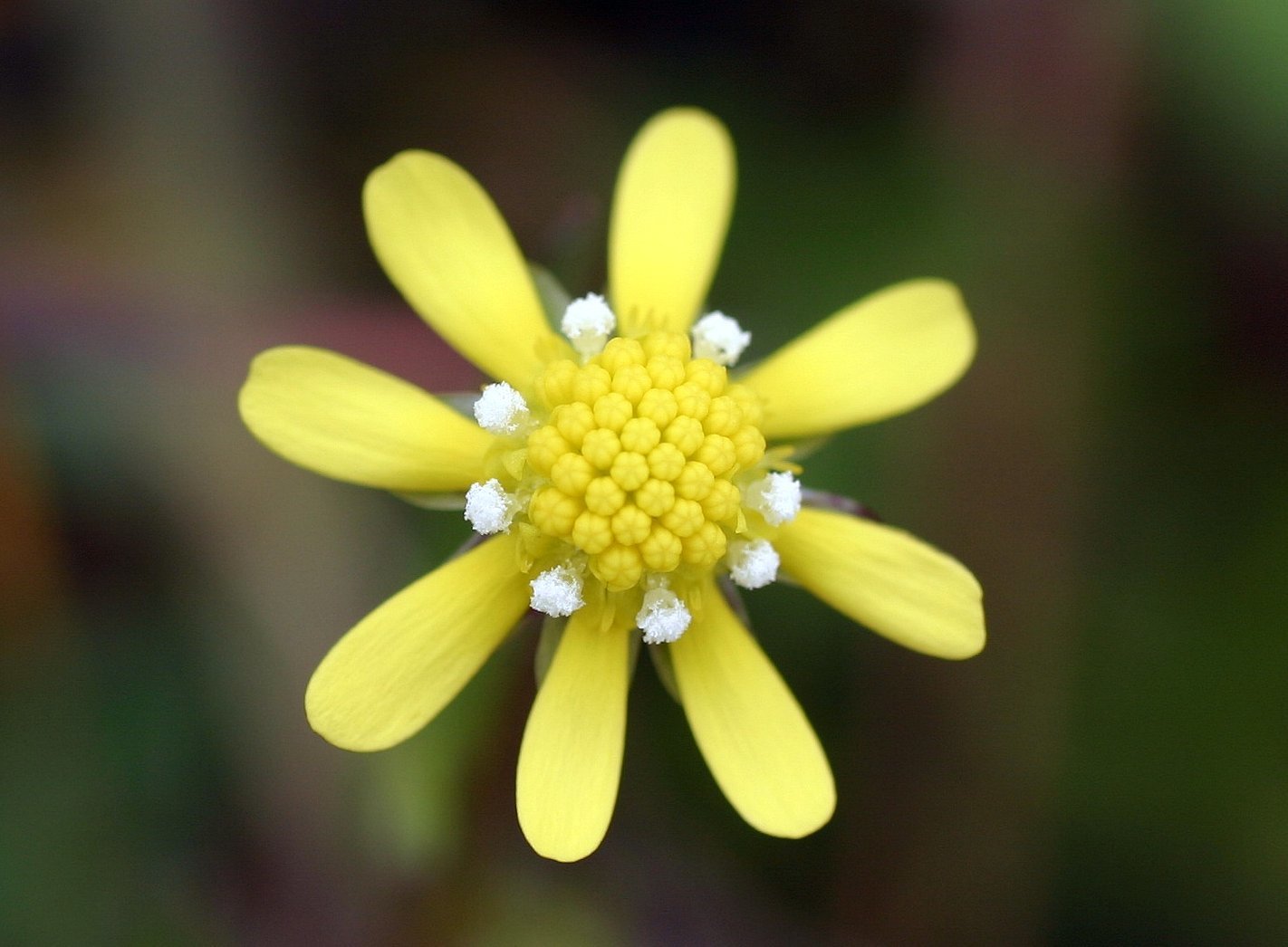 Blennosperma