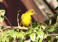 Orthogonys chloricterus