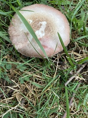 Agaricus campestris