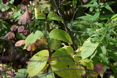 Lonicera hirsuta