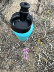 Palafoxia sphacelata