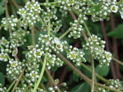 Corrigiola litoralis