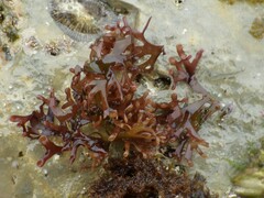 Ahnfeltiopsis devoniensis
