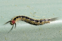 Nataxa flavescens