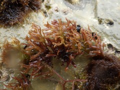 Ahnfeltiopsis devoniensis