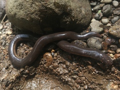 Ichthyophis hypocyaneus