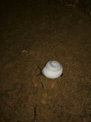Sphincterochila candidissima