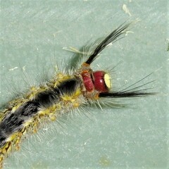 Nataxa flavescens