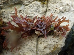 Ahnfeltiopsis devoniensis