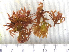 Ahnfeltiopsis devoniensis
