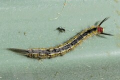 Nataxa flavescens