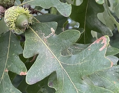 Stigmella quercipulchella