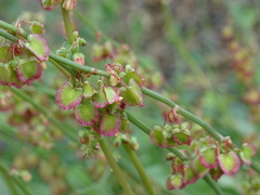 Rumex scutatus