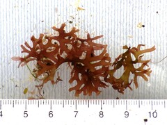 Ahnfeltiopsis devoniensis