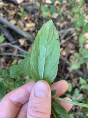 Menthinae