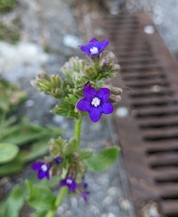 Anchusa officinalis