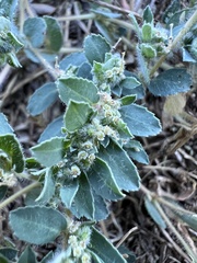 Euphorbia stictospora