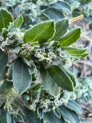 Euphorbia stictospora