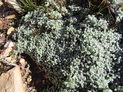Helichrysum saxicola