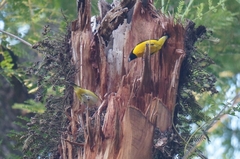 Euphonia chlorotica