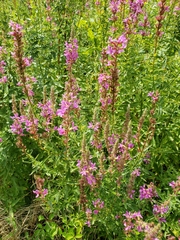 Lythrum salicaria