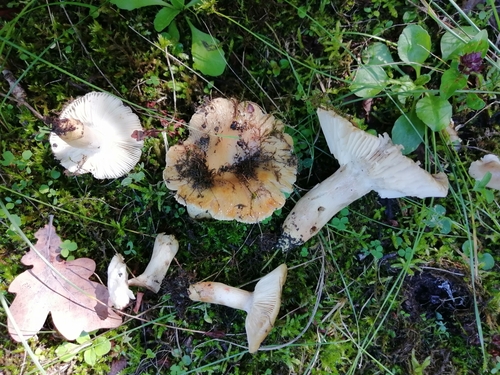 Russula praetervisa
