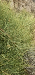 Ephedra fragilis