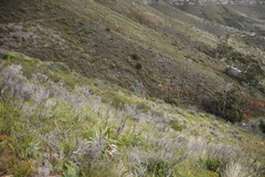 Leucadendron argenteum