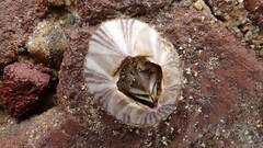 Amphibalanus amphitrite