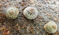 Bembicium