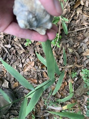 Chasmanthium latifolium