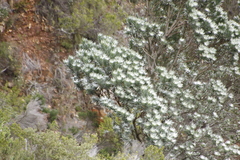 Leucadendron argenteum