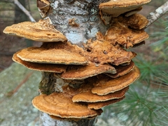 Mensularia radiata