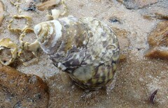 Austrocochlea constricta