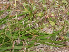 Trachyandra divaricata