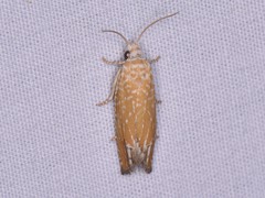 Eucosma floridana