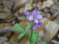 Cardamine raphanifolia