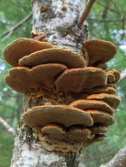 Mensularia radiata