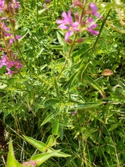 Lythrum salicaria