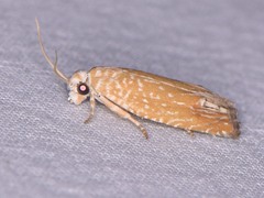 Eucosma floridana