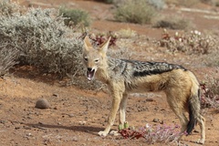 Lupulella mesomelas mesomelas