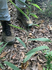 Chasmanthium latifolium