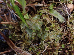 Conocephalum conicum