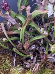 Sarraceniaceae