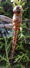 Rhionaeschna multicolor