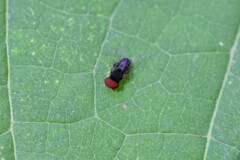 Lindneromyia flavicornis
