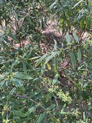 Hypericum prolificum