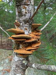 Mensularia radiata