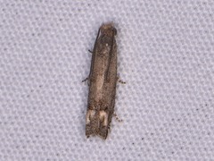 Epiblema minutana